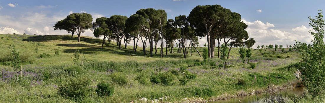 Inicio - Bosque de los ciudadanos